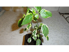 ��������� ����������� ...... � ����� �����