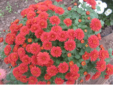 3. �������