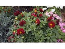 258 — �����.jpg