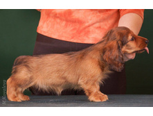 16403119 1275332355866518 4083203446133320509 o.jpg