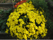 No5 Branbeach Sunny(3498)