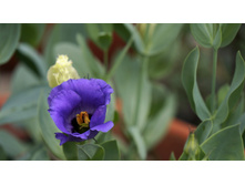 ��������� (�������)