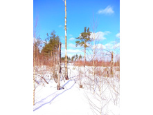 IMG 20170226 121206.jpg