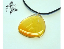 ����� Phoebis philea, 180