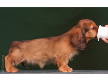 16300106 1275332159199871 244118733295780802 o.jpg