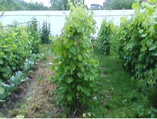 IMG 20160712 205205.jpg