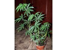 �������� ���������������� (Anthurium polyschistum)- ������ �������� �������� ...