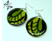 ������ Ornithoptera priamus, 400