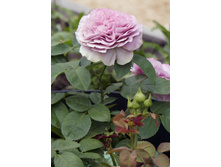 �������� ���