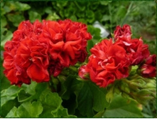 Odensjo Rodluvan(��������)