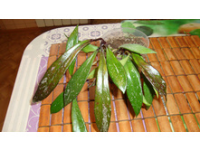 ���� Pubicalyx Red Button