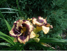 ��������