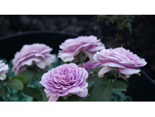 �������� ���