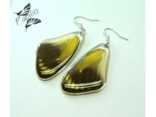 ������ Delias caeneus, 250