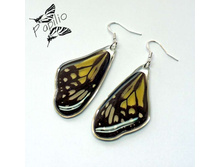 ������ Parantica aspasia, 250