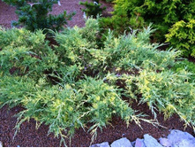 ������������ Juniperus x pfitzeriana Blue and Gold