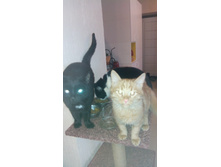 ��� ���������