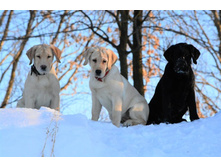 ������� , ���� ���� � ���� ������� �� ��