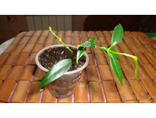 ���� Campanulata