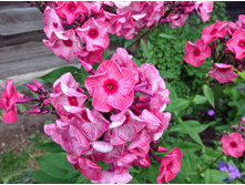 ��������� �����