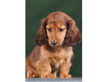 16406600 1277190859014001 4856348566553097859 n.jpg