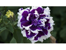 ������� �������� Pirouette Purple