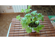 Good Fibration(formosum)