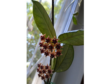 ���� Lobbi cream (����).