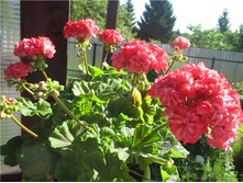 Odensjo Sofie Arden(����)