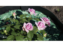 �������� ���