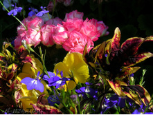 DSCN4445.JPG