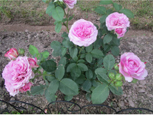 586faa5b1e6ed img3639.jpg