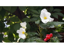 255 — �����.jpg