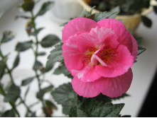 'Silvia Cagnani' (������, 2012)