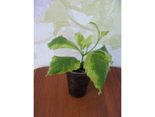 �������� Duranta erecta "Golden Edge"-150�.
