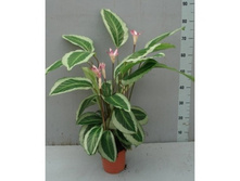 ������� ������ ����� (Calathea Calathea Bicajoux Gecko)- 1100 ���.