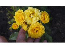 183 — �����.jpg