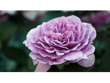 �������� ���