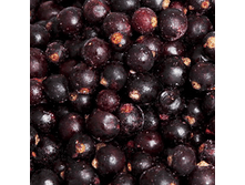 ������ ���������