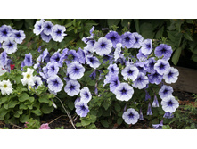 46 — �����.jpg