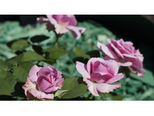 �������� ���