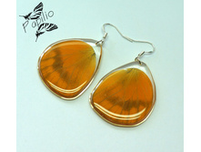 ������ Appias zarinda, 250