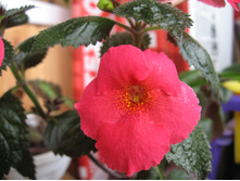 'Rage' (�.������, 2013)