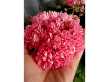 ���������� 'Norrland'