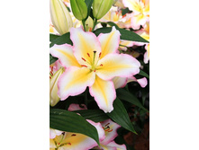 ����� ������� ��������