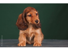 16251916 1275332155866538 1634873550950954881 o.jpg