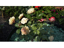 161 — �����.jpg