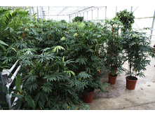 �������� ���������������� (Anthurium polyschistum)- ������ �������� �������� ...