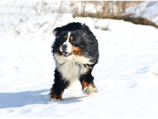 56ee843aa5910 dsc4138.jpg