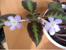 Blue Nile (��������)